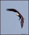 _2SB7884 american bald eagle